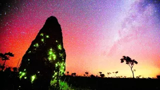 Zázračná planeta: Divoká Brazílie (2/3)