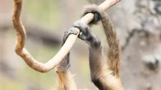 Zázračná planeta: Divoká Brazílie (2/3)