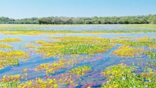 Zázračná planeta: Divoká Brazílie (2/3)