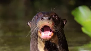 Zázračná planeta: Divoká Brazílie (2/3)