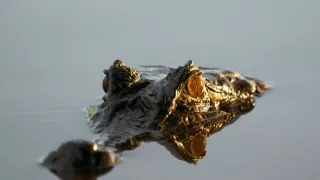 Zázračná planeta: Divoká Brazílie (2/3)