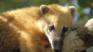 Zázračná planeta: Divoká Brazílie (2/3)