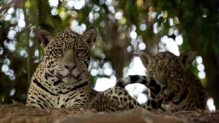 Zázračná planeta: Divoká Brazílie (2/3)