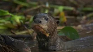 Zázračná planeta: Divoká Brazílie (2/3)