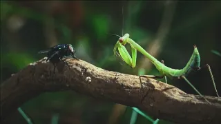 O sítích a křídlech (2)