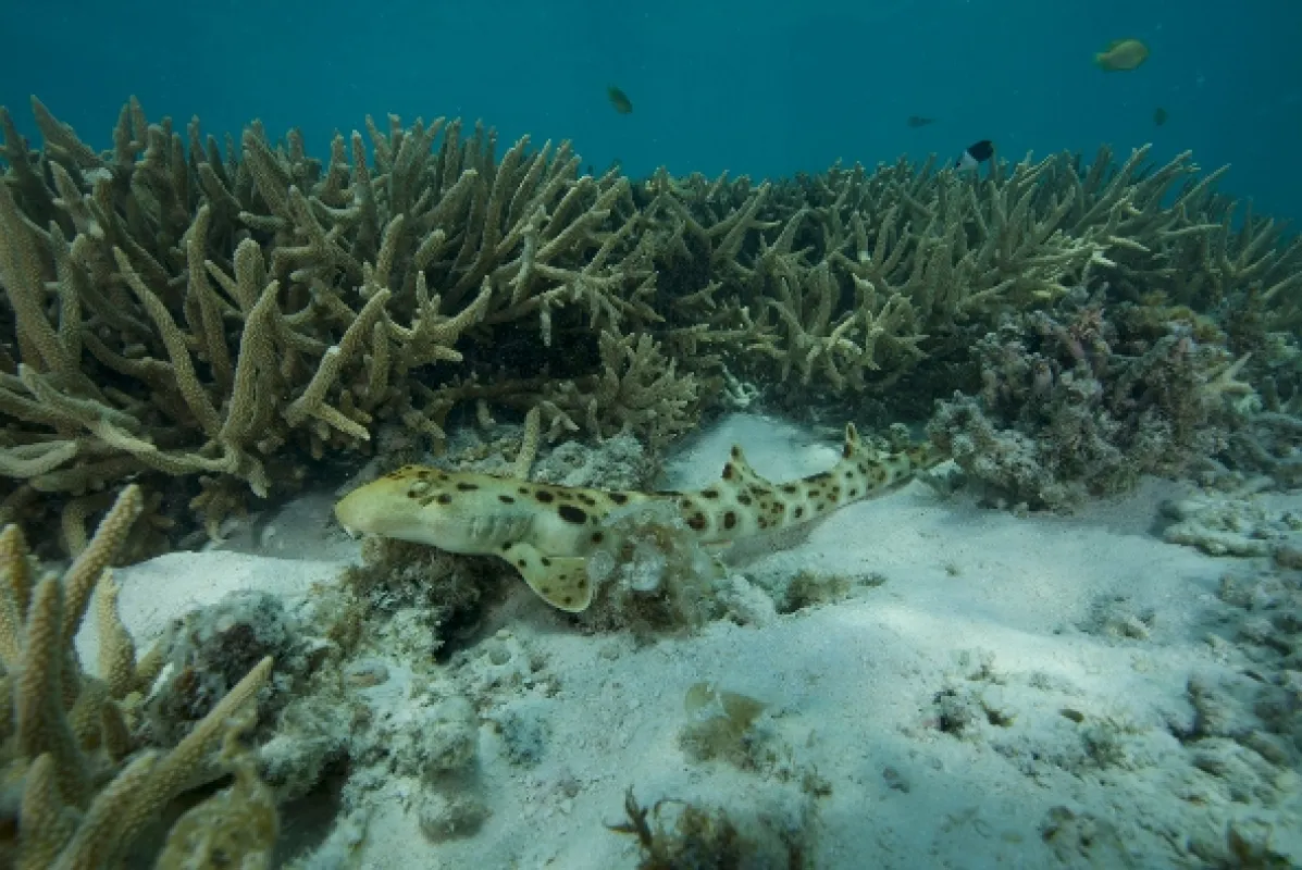 Žraločí batolata (Baby Sharks), 2022 - fotogaléria