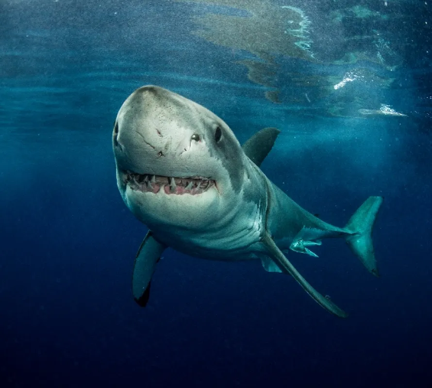 Planeta žraloků (Planet Shark), 2022 - fotogaléria