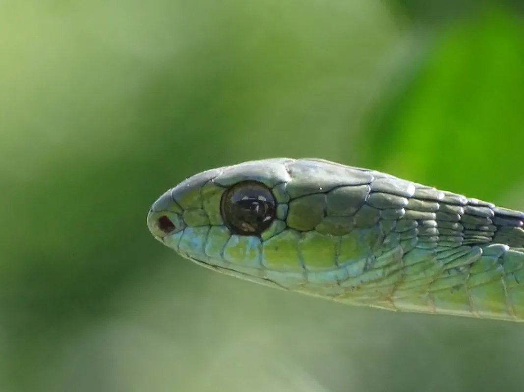 Najnebezpečnejšie hady sveta (World’s Deadliest Snakes), 2020 - fotogaléria
