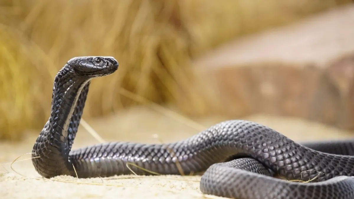 Najnebezpečnejšie hady sveta (World’s Deadliest Snakes), 2020 - fotogaléria