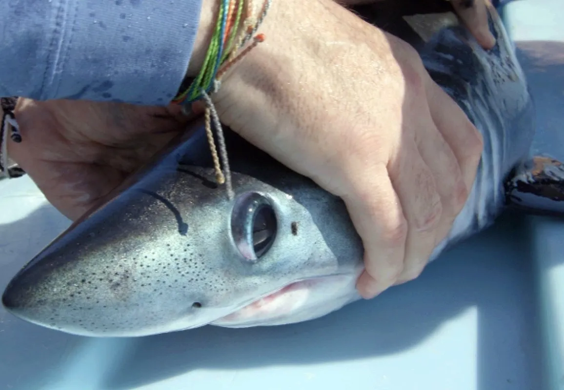 Žraločí batolata (Baby Sharks), 2022 - fotogaléria