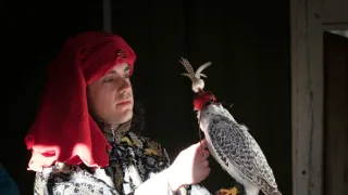 Sokoliarstvo - vznešené umenie lovu