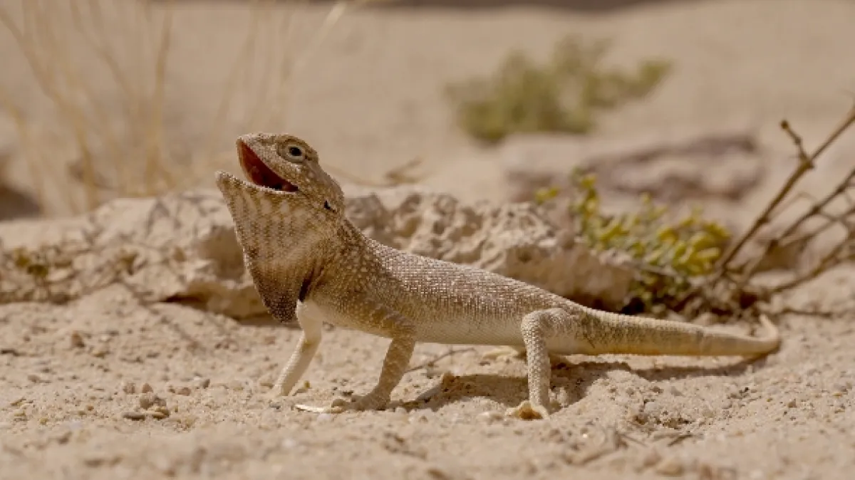 Katar: Perly pouště (Qatar: Perlen im Sand), 2022 - fotogaléria