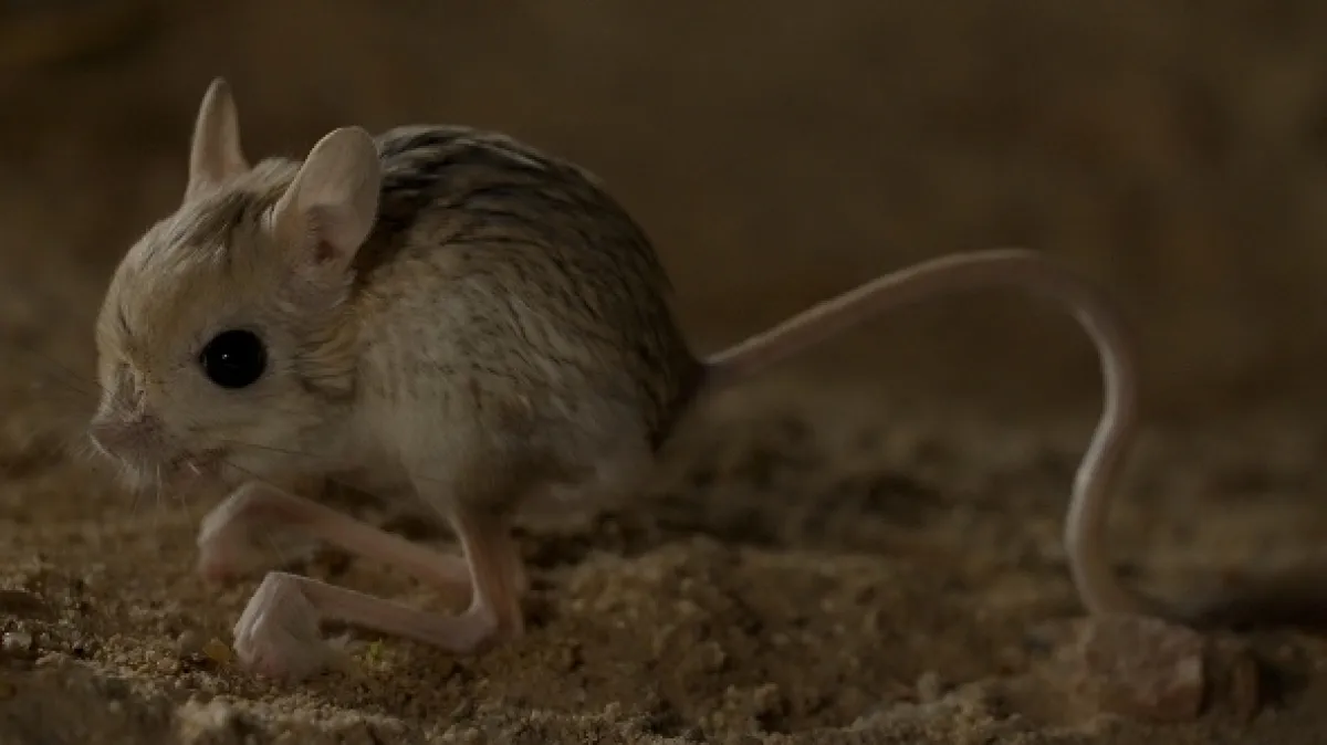 Katar: Perly pouště (Qatar: Perlen im Sand), 2022 - fotogaléria