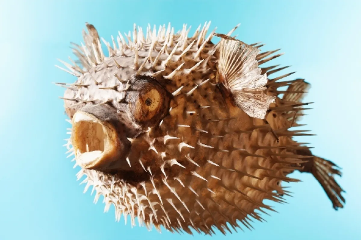 Pod hladinou moře, 2022 - fotogaléria