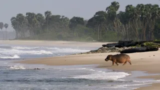 Gabon: Surfující hroši