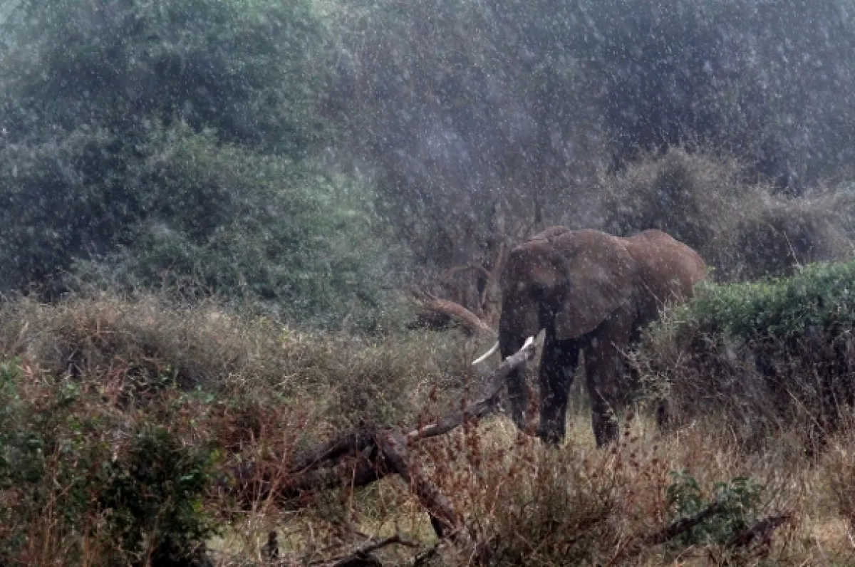 Africa obscura, 2011 - fotogaléria