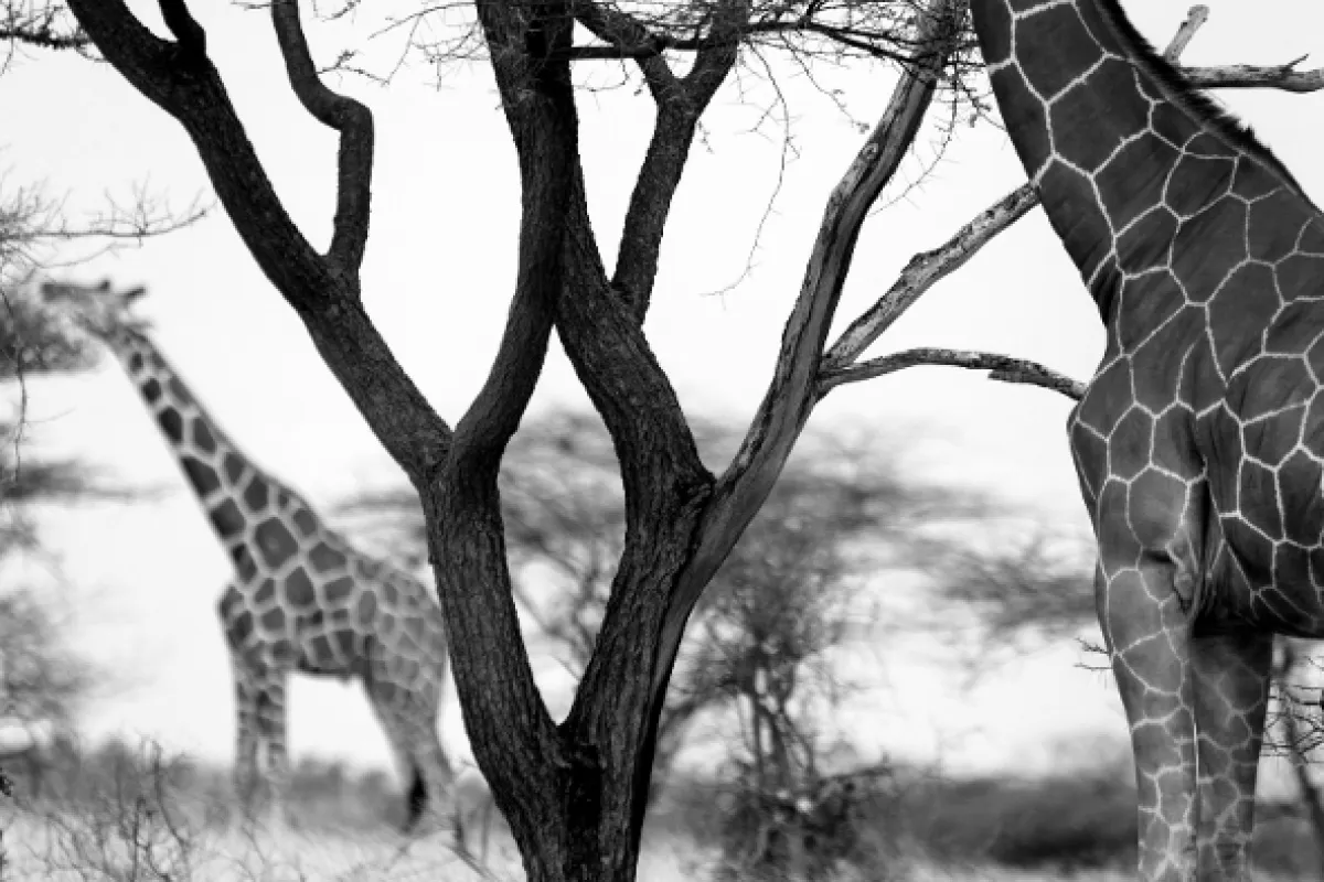 Africa obscura, 2011 - fotogaléria