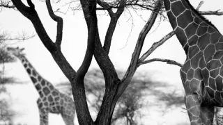 Africa obscura