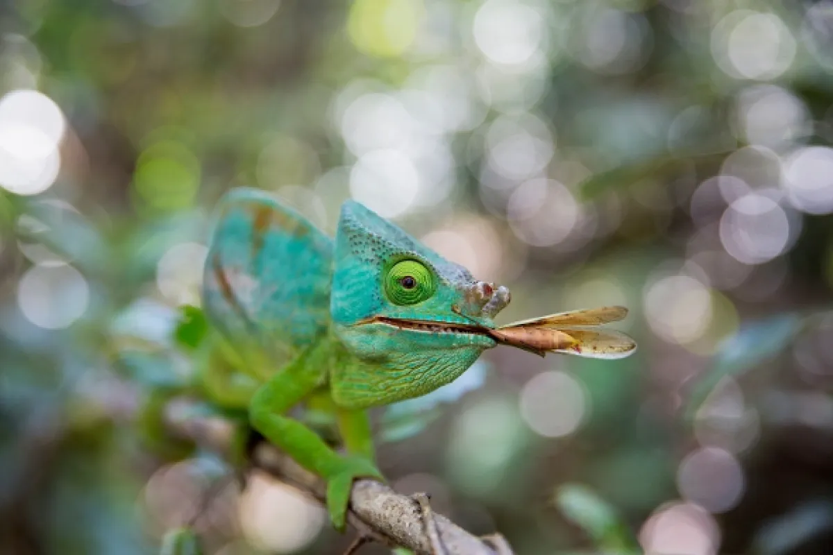 David Attenborough: Lov, 2015 - fotogaléria