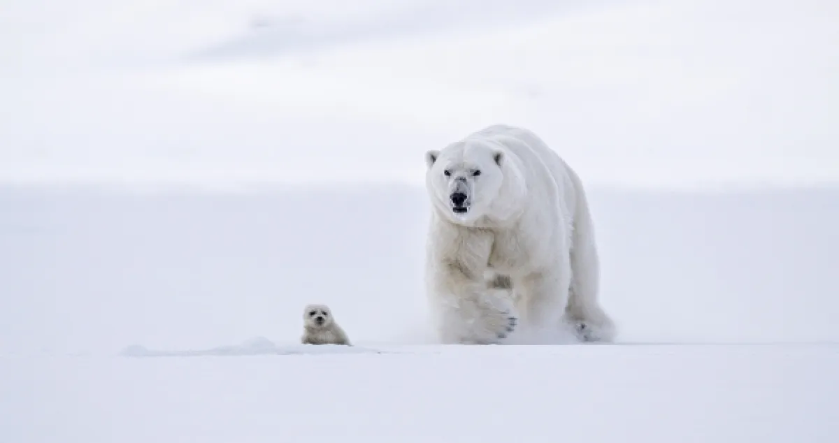David Attenborough: Lov, 2015 - fotogaléria