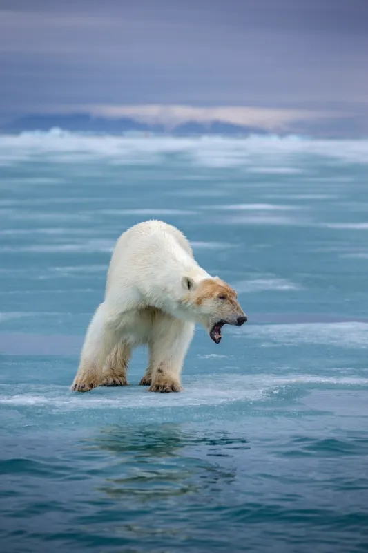 David Attenborough: Lov, 2015 - fotogaléria