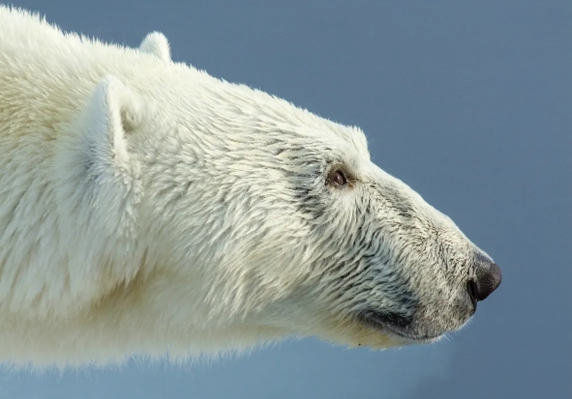 David Attenborough: Lov, 2015 - fotogaléria