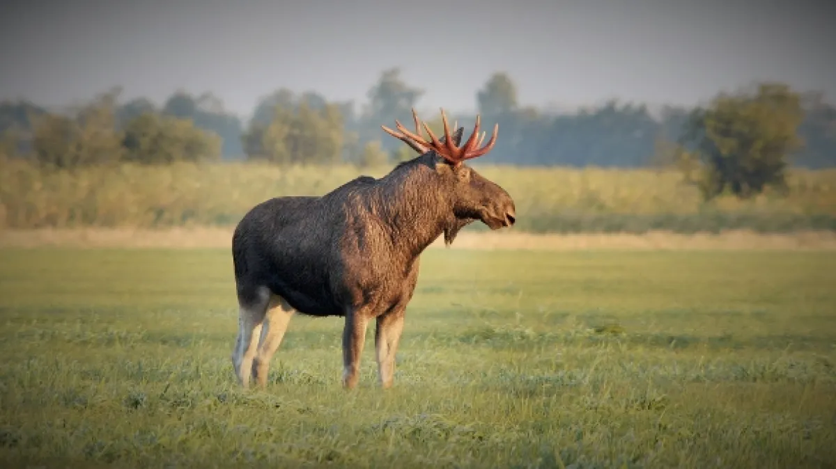 Estonská říše losů (Matsalu Moose: Wild Giants of the Baltics), 2019 - fotogaléria