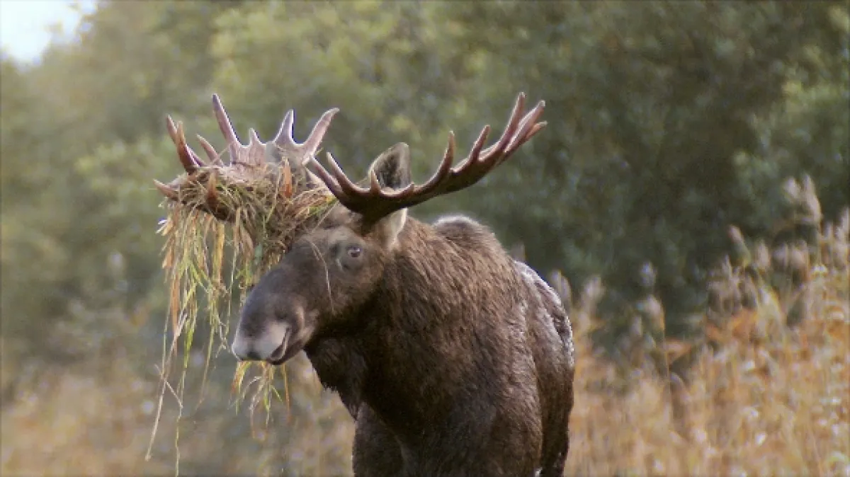 Estonská říše losů (Matsalu Moose: Wild Giants of the Baltics), 2019 - fotogaléria