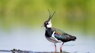 Cíbik, orol, pŕhľaviar