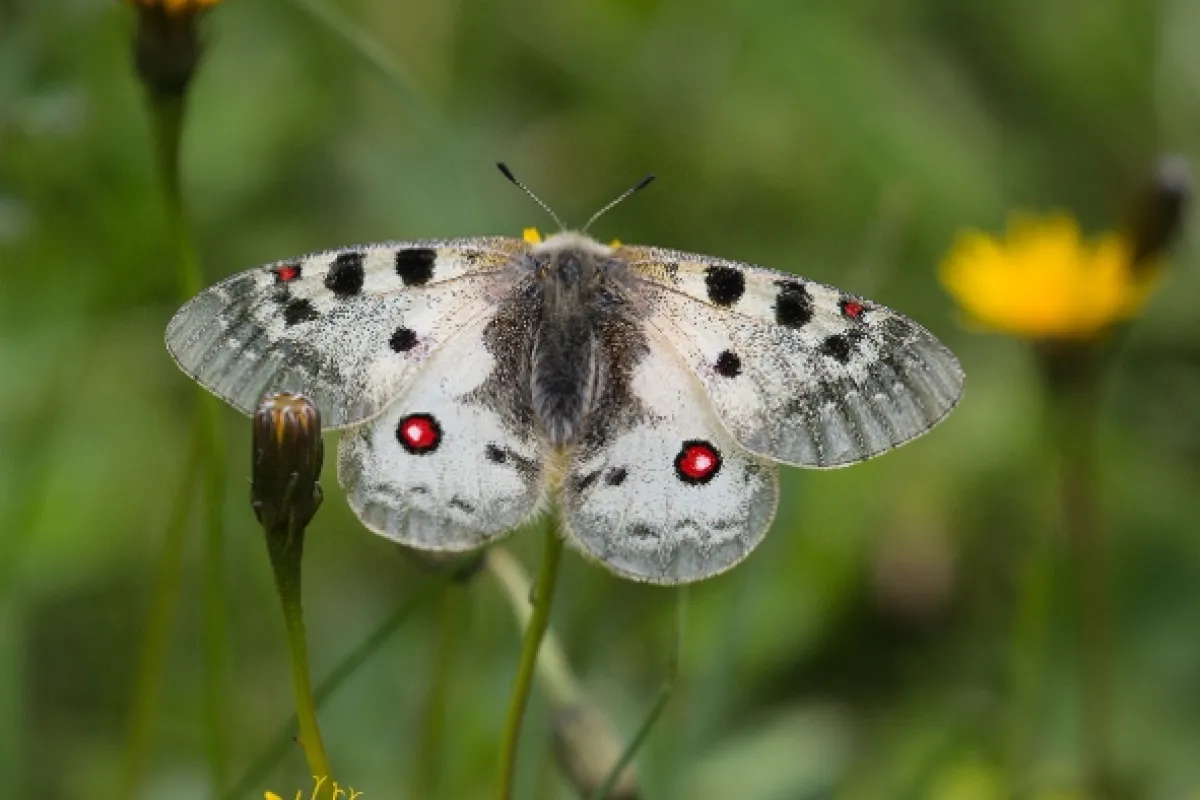 Děti Slunce (Children of the Sun: Wild Bees and Butterflies), 2017 - fotogaléria