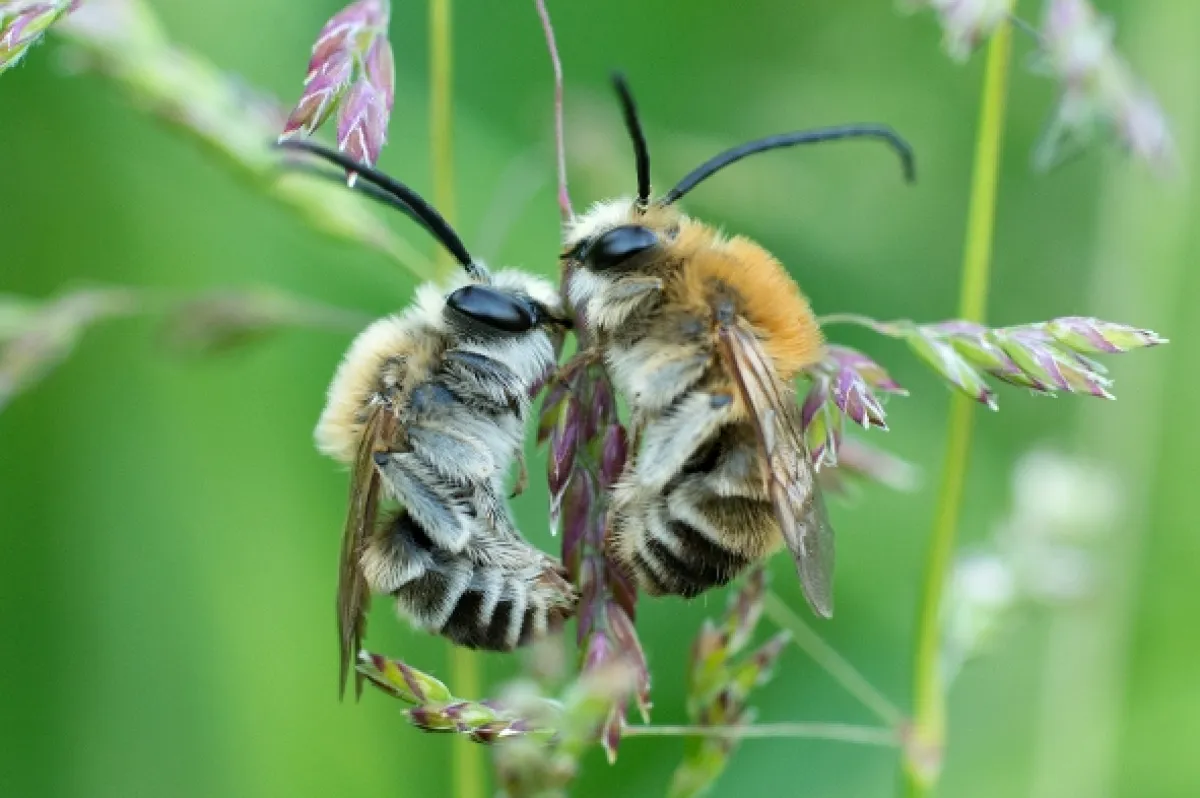 Děti Slunce (Children of the Sun: Wild Bees and Butterflies), 2017 - fotogaléria