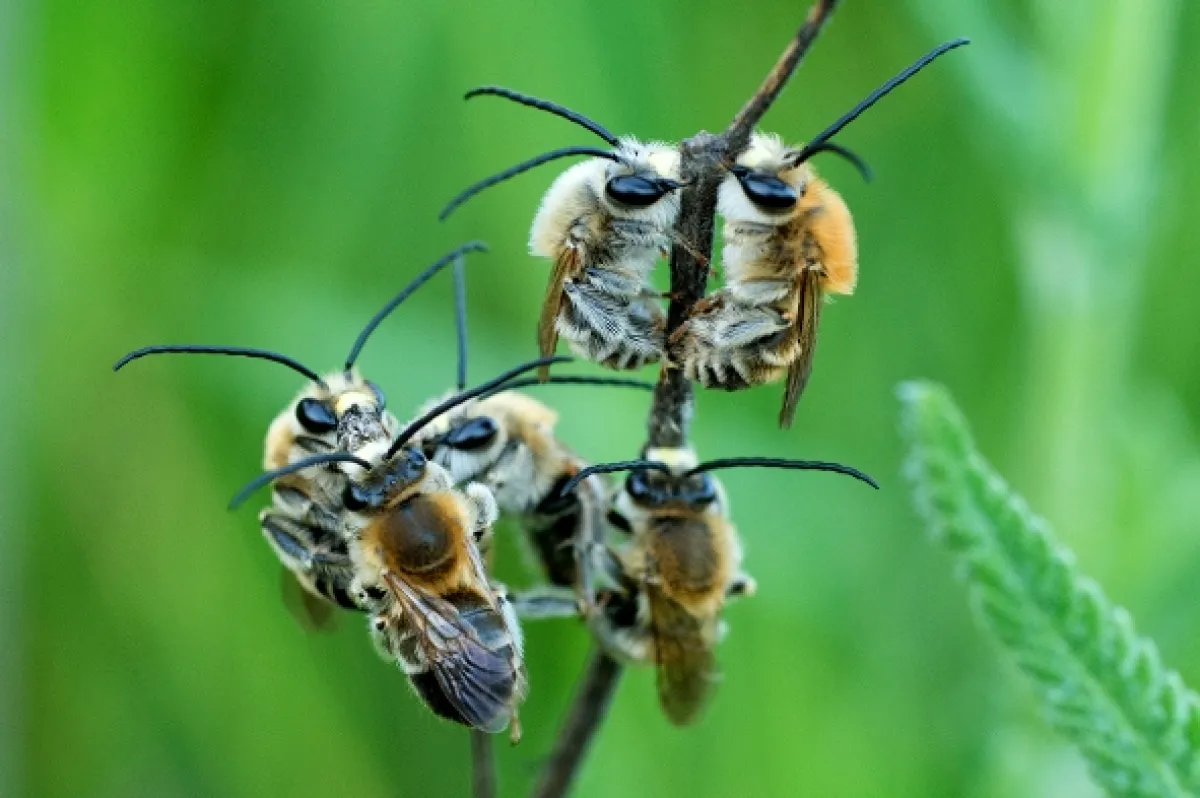 Děti Slunce (Children of the Sun: Wild Bees and Butterflies), 2017 - fotogaléria