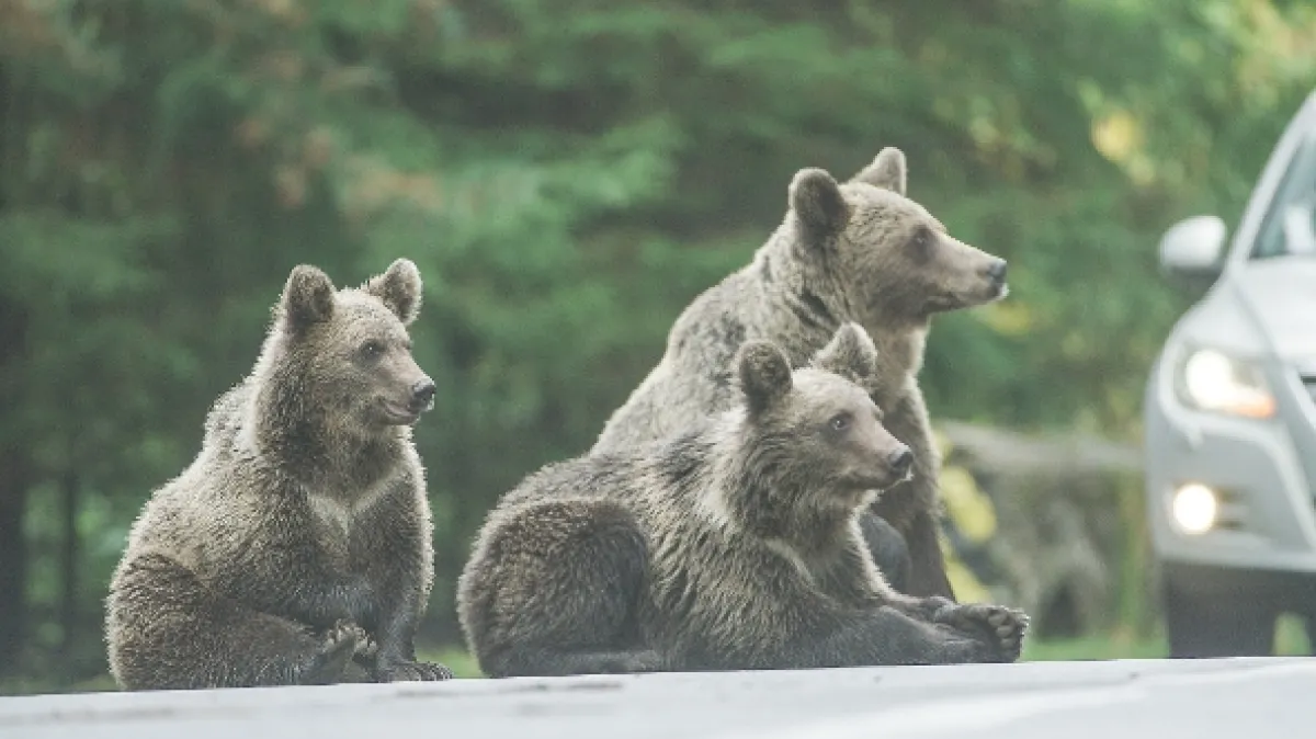 Rumunsko: Země medvědů (Backyard Bears of Transylvania), 2023 - fotogaléria