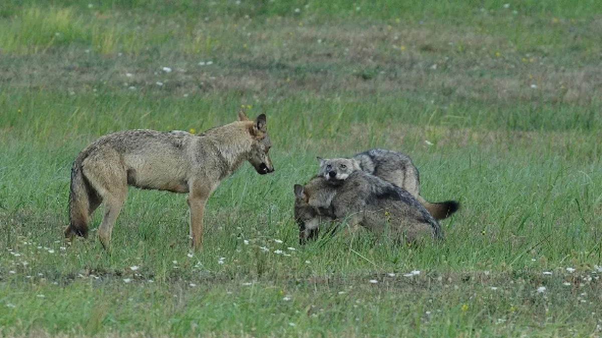 Vlk: Tulák bez hranic (Wolf: Wanderer Without Borders), 2022 - fotogaléria