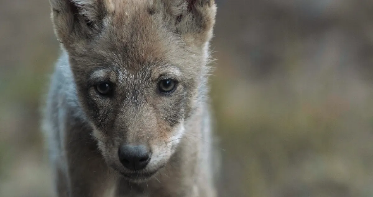 Vlk: Tulák bez hranic (Wolf: Wanderer Without Borders), 2022 - fotogaléria