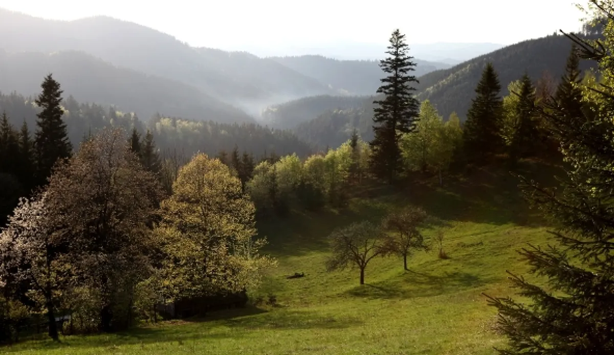 divoČINY, 2013 - fotogaléria
