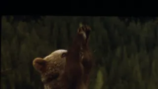 Medvědi
