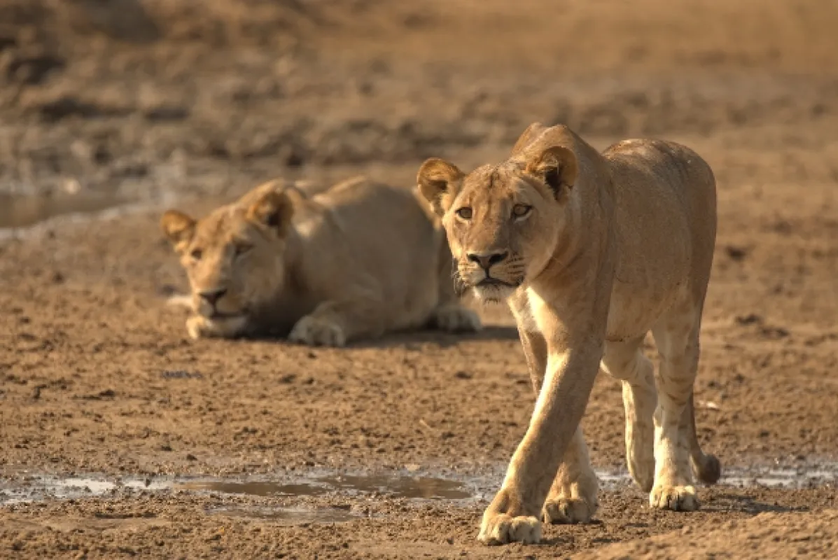 Území velkých koček (Big Cat Country), 2019 - fotogaléria
