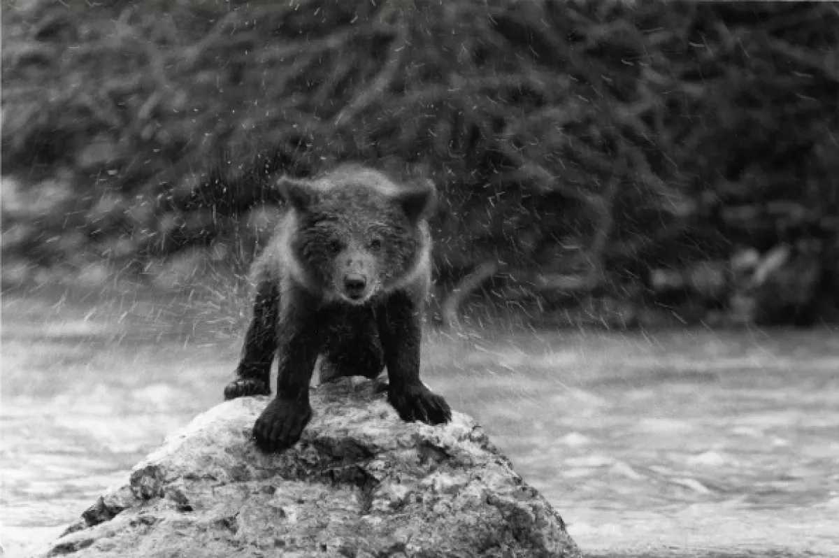 Medvědi, 1988 - fotogaléria