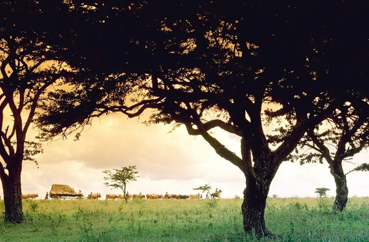 Vzpomínky na Afriku (Out of Africa), 1985 - fotogaléria