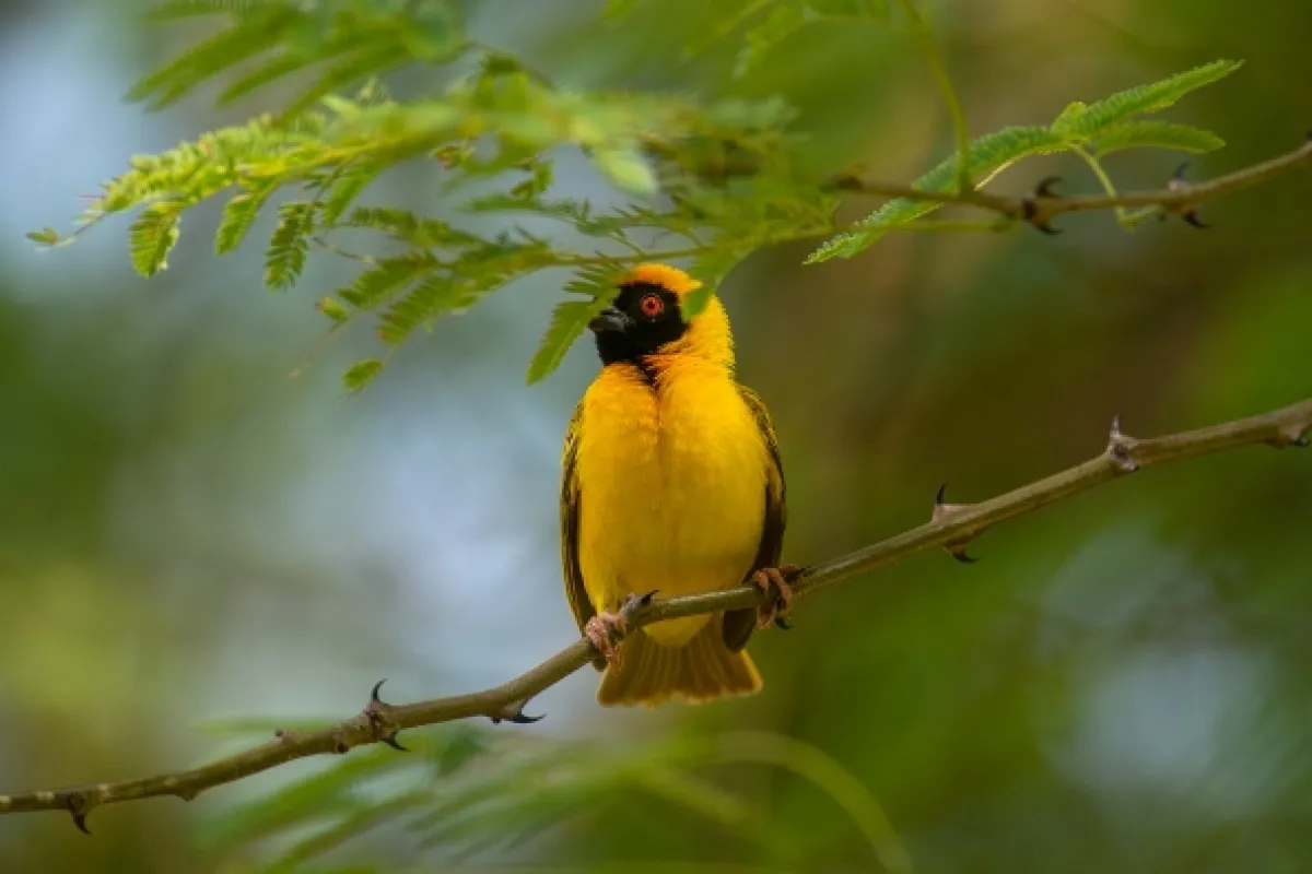 Africká abeceda, 2019 - fotogaléria