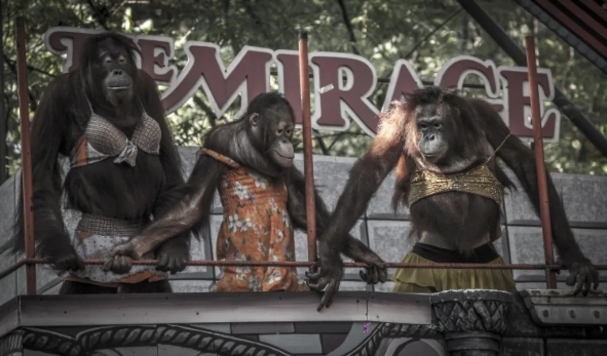 Oči orangutana - fotogaléria