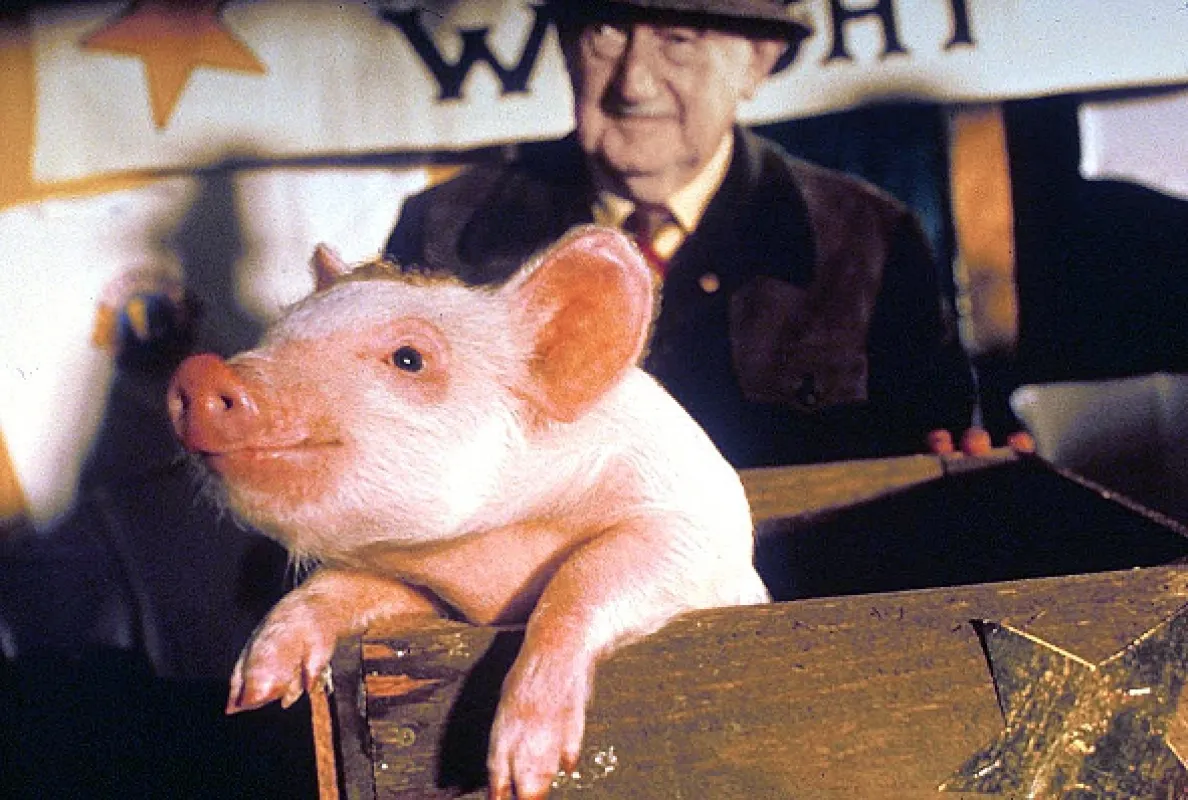 Babe: Galantní prasátko (Babe), 1995 - fotogaléria