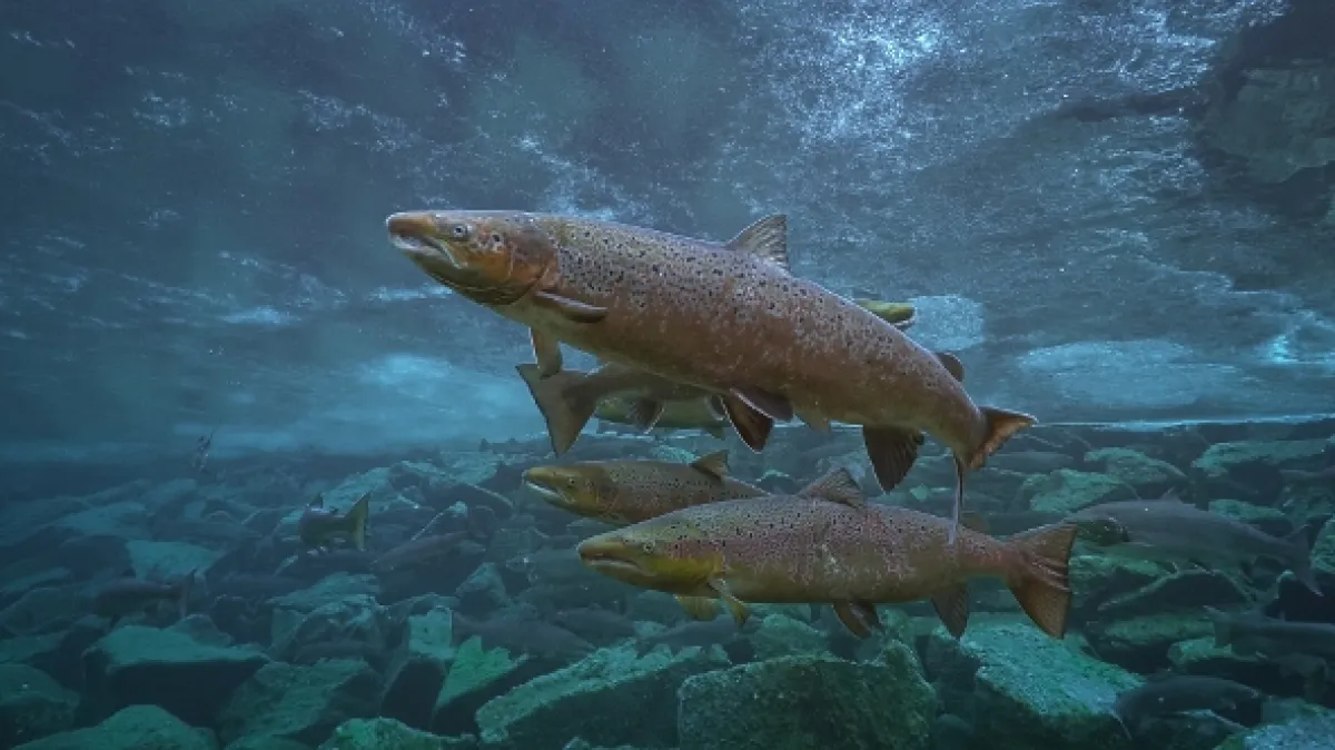 Rybí království (Kingdom of Fish), 2023 - fotogaléria