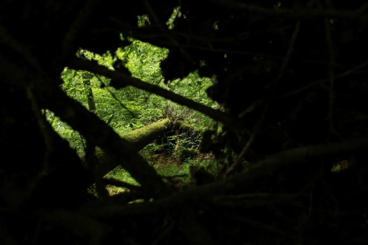 divoČINY, 2013 - fotogaléria