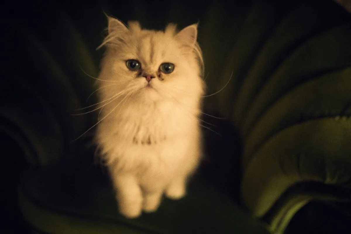 Svědek obžaloby (Witness for the Prosecution, The), 2016 - fotogaléria