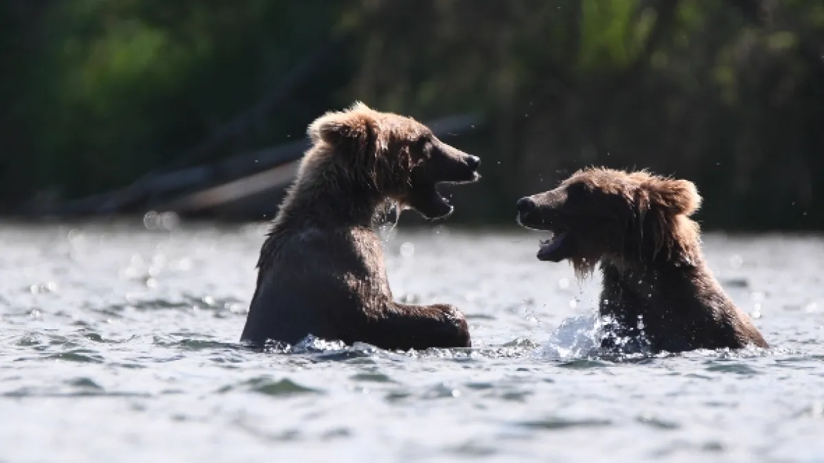 Velkolepý Yellowstone (Epic Yellowstone), 2019 - fotogaléria