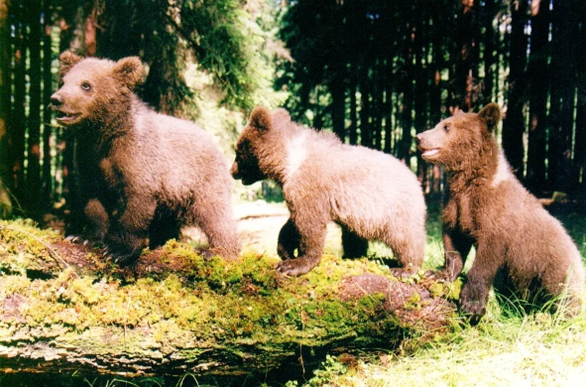 Večerníček - fotogaléria