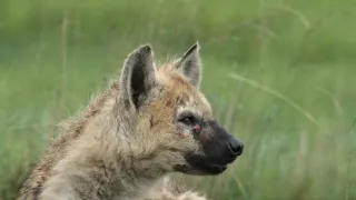 Zázračná planeta: Dynastie II (5/6)