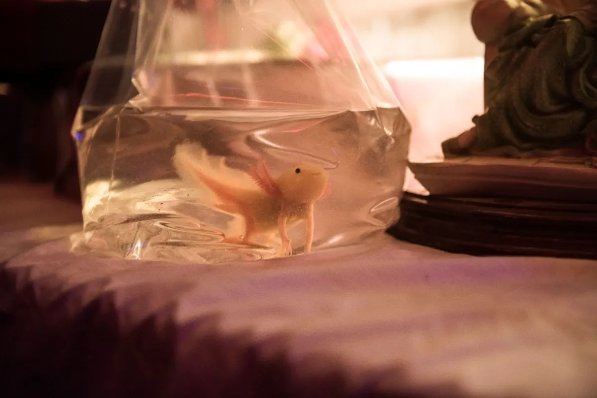 Axolotl Overkill, 2017 - fotogaléria